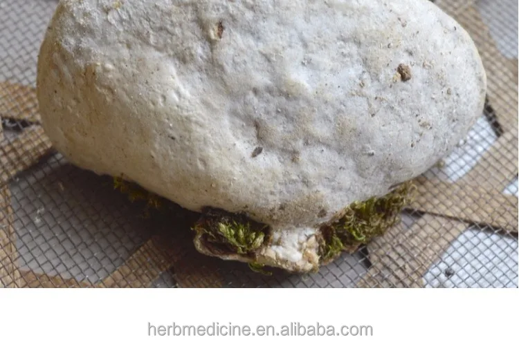 
Wild organic mushroom Trametes suaveloens (L.) Fr. whole part for food and herb 