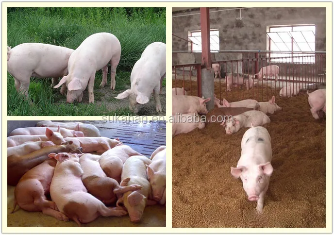 Swine Hoggery Hog Piglet Sow Growing Pigs/ Fattening Pigs Used Digestive Bacteria.jpg