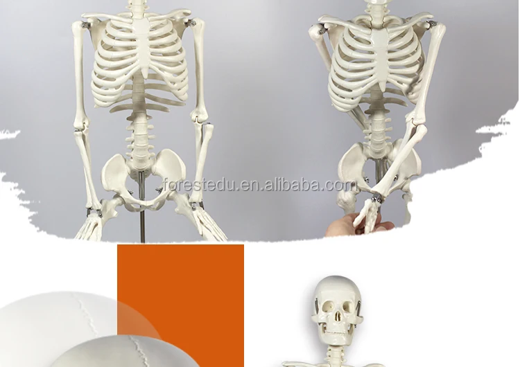 3 Anatomy skeleton.jpg