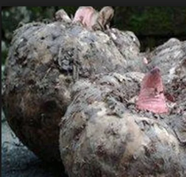 konjac 1.png