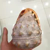 Wholesale Natural Bull's-mouth Helmet Fossil Stone For Decoration