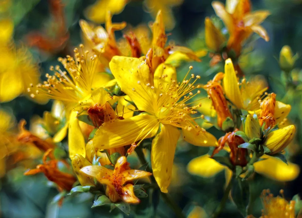 100% Natural Plant Extract For Anti Depression St John's Wort Extract
