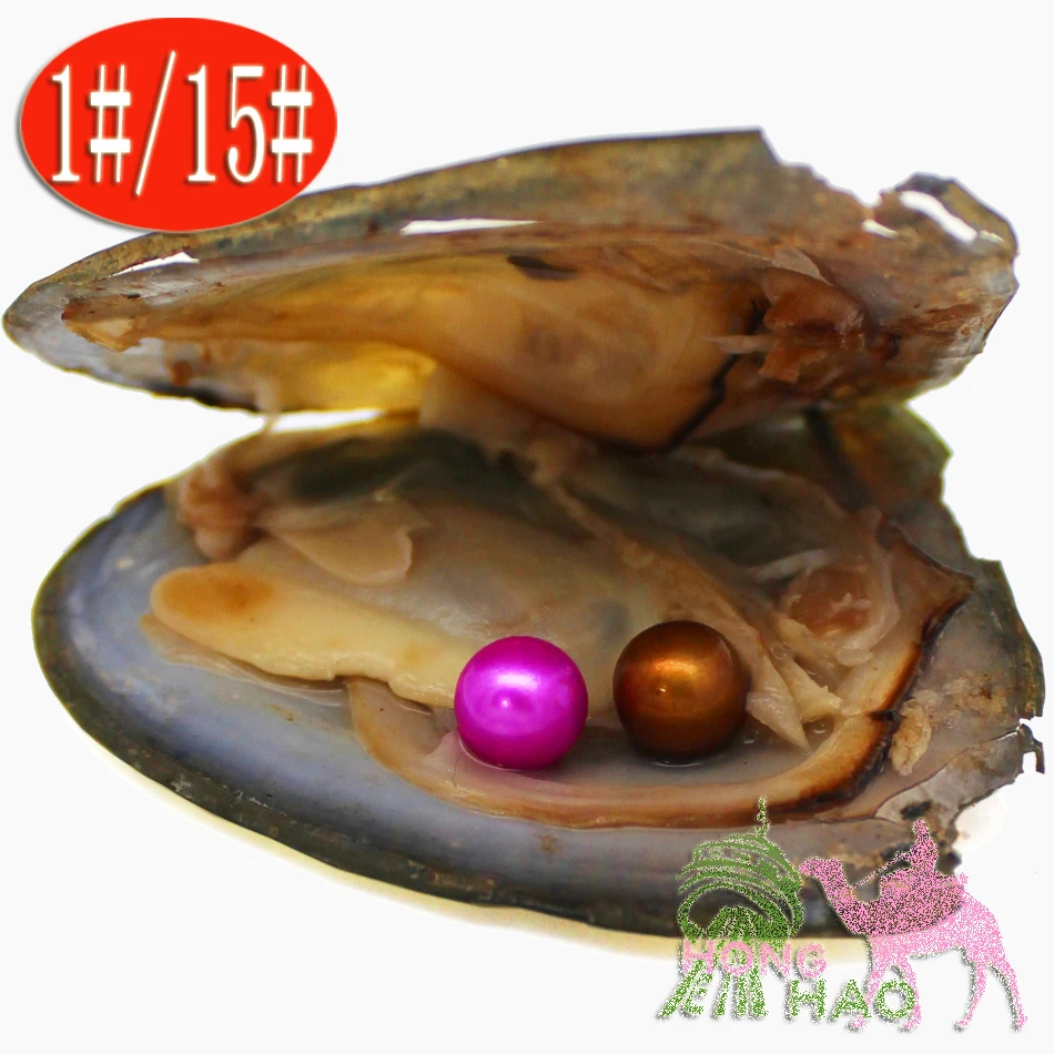 

Vacuum packed freshwater pearl oysters 2 AAAA class round pearls in the oyster