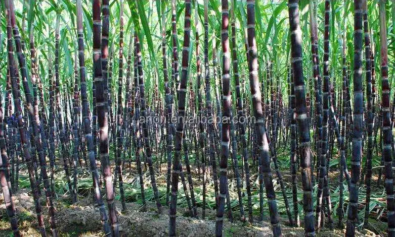 anon 4zl hydraulic combine sugar cane harvester in india for