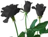 100 pieces black rose seeds for planting