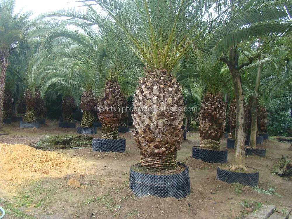 卸売屋外装飾装飾造園フェニックスカナリエンシスヤシの木植物 Buy 屋外緑のヤシ植物 自然装飾ヤシの木植物 フェニックスの Canariensis ビッグ観賞ヤシの木の植物 Product On Alibaba Com