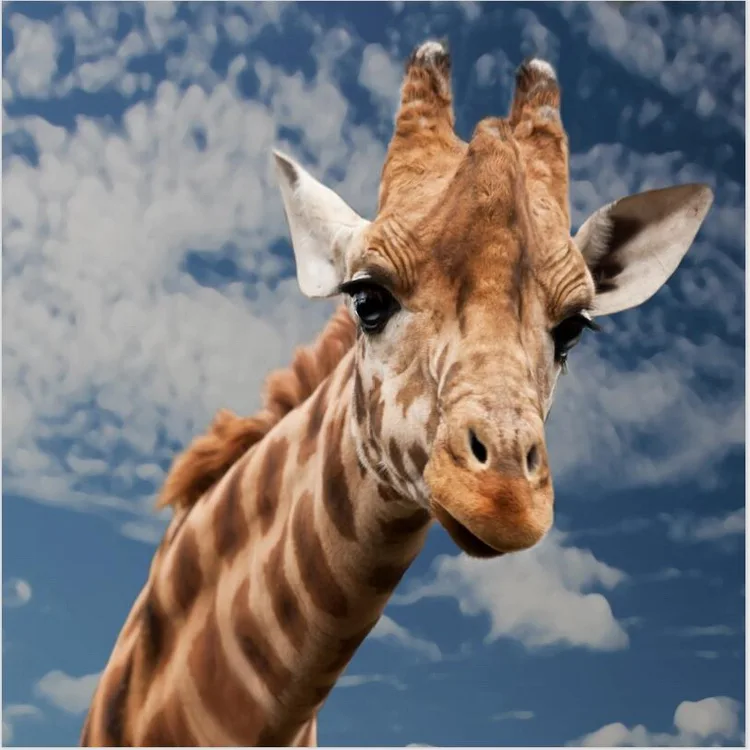 

Wholesale Flamingo Giraffe Digital Printing Polyester Waterproof Bathroom Curtain 3D Custom Shower Curtain, N/a