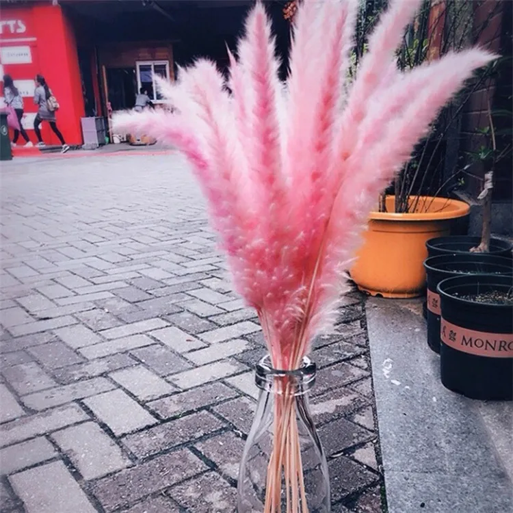 V3104 Wholesale Price Natural Dried Pampas Grass Rabbit Tail For