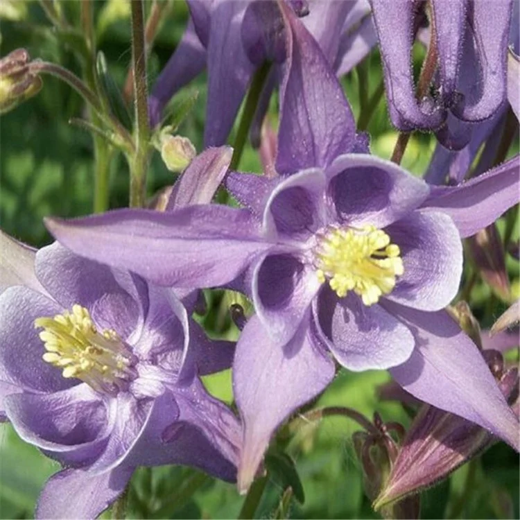 Landscape Flower Columbine Seeds/aquilegia Seeds For Growing - Buy Columbine Seeds,Aquilegia