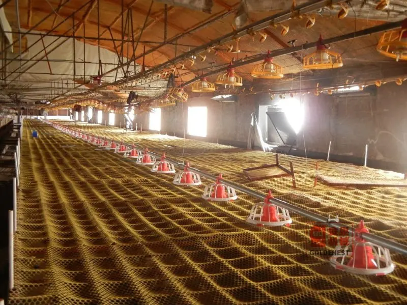 broiler feeding