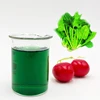 The latest edible plant extract does not add pigment pure natural powder sodium chlorophyll copper