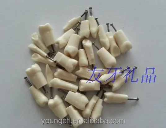 Diurnal 500 Model Teeth Practice Teeth And Replace Teeth Tooth Model