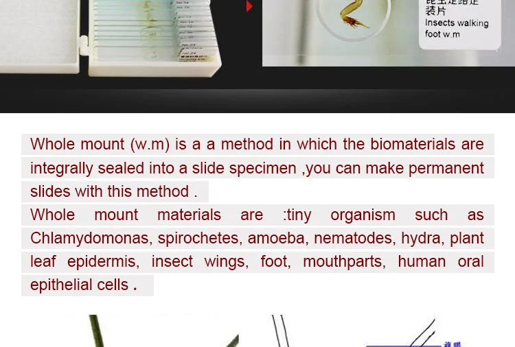 003 Entomology series microscope slides.jpg