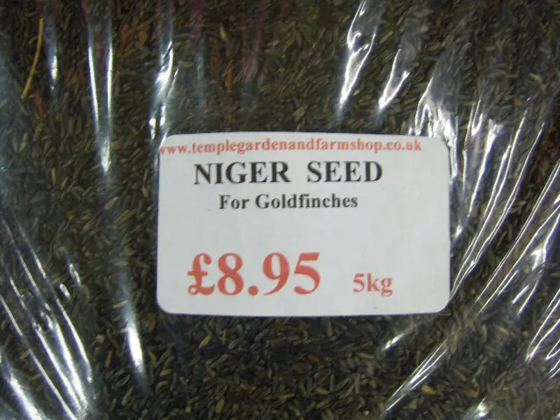 Image result for niger seed