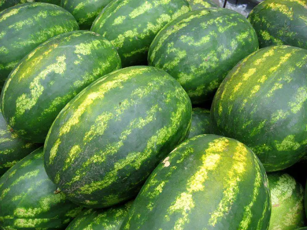 tunisian sweet delicious fresh watermelons high quality for bulk