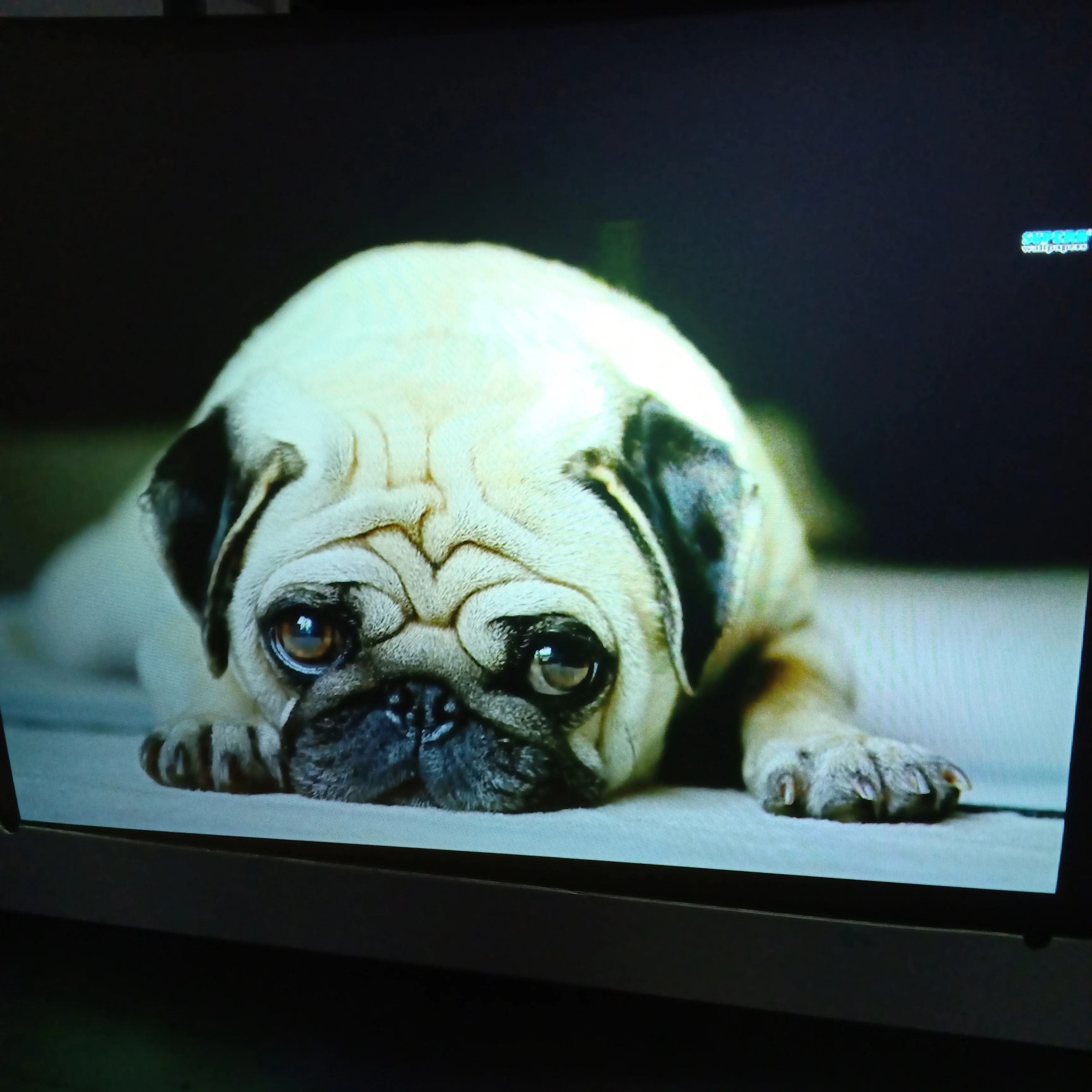 

self adhesive rear projection screen foil, Transparent or dark grey color