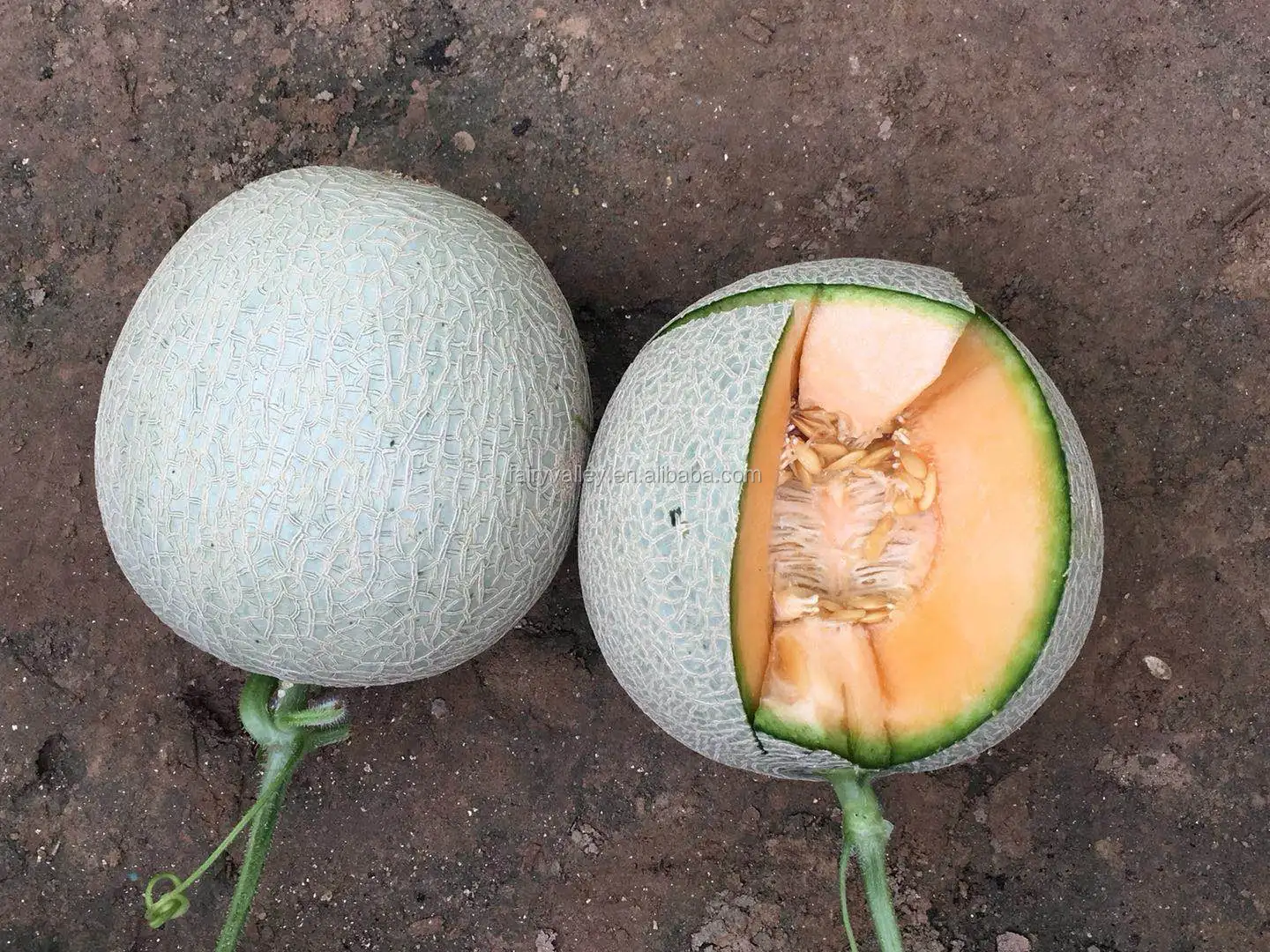 hybrid musk cantaloupe hami melon seeds for cultivation-japaness