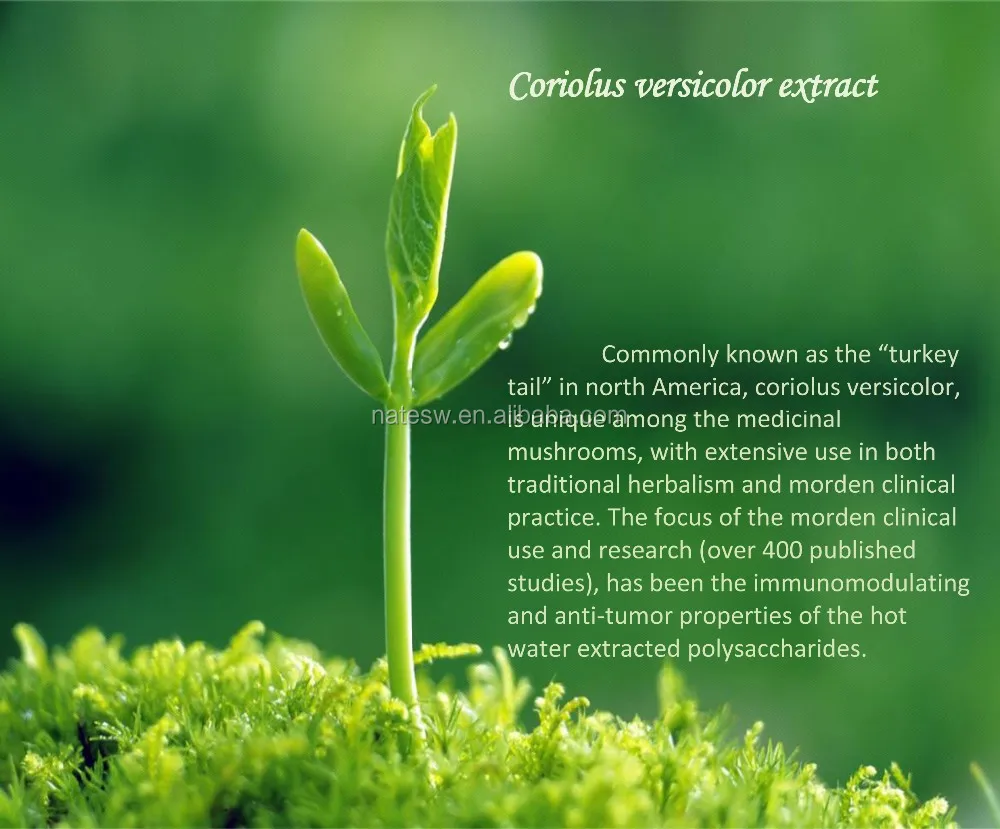 Control Of Oral Human Papillomavirus Hpv By Medicinal Mushrooms