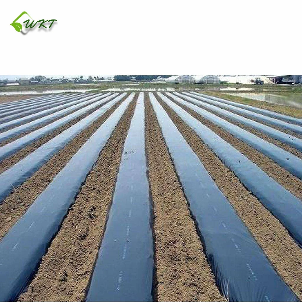 
black/silver/white/blue biodegradable plastic agricultural mulch film price 