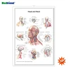 Licensed Educational Plastic 3D Medical Anatomical Wall Chart /Poster - Head and Neck