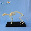 Hot selling cat skeleton model