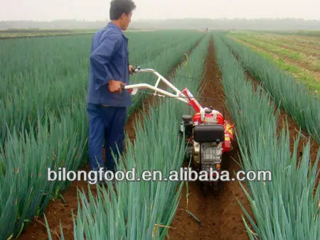 leek 3.jpg