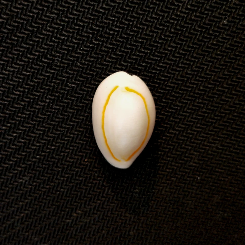 Bulk Sales For Golden Cowrie Shell Used For Diy Crafts - Buy Golden