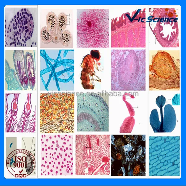 geology microscope prepared slides.jpg