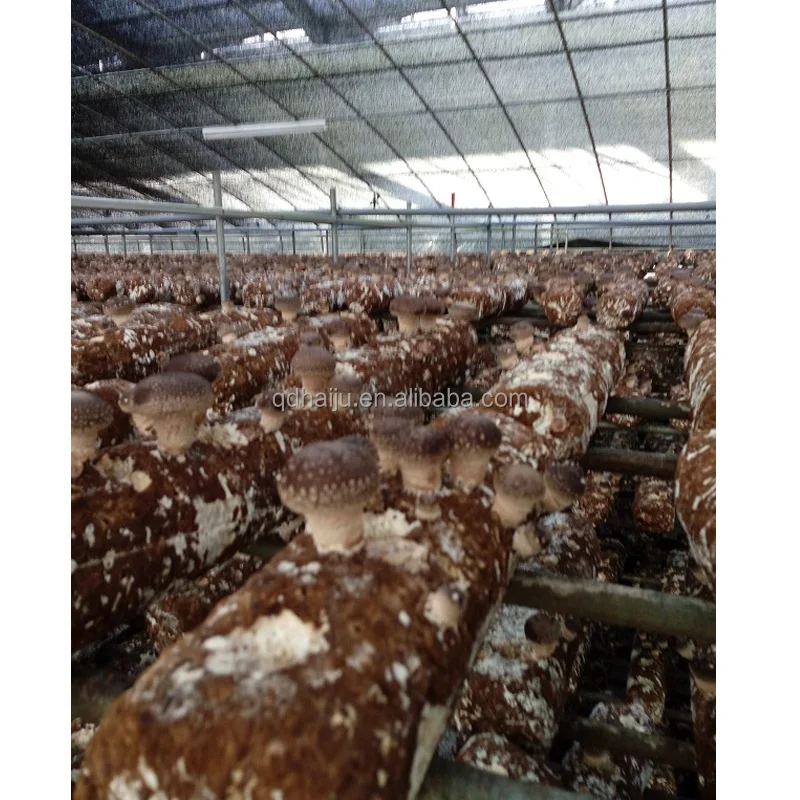 
Shiitake mushroom log for sale with good price 