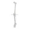 Medical Life-Size Lower Extremity Human body skeleton model