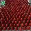 China products good iqf frozen strawberry