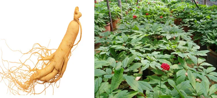 Femal Capsule 190513-2