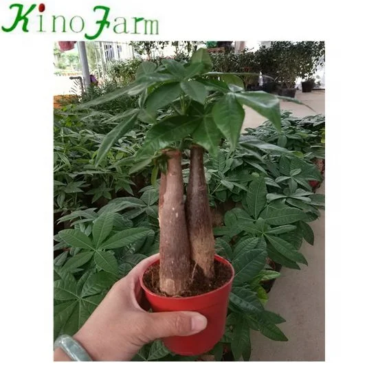 
pachira money trees plant 