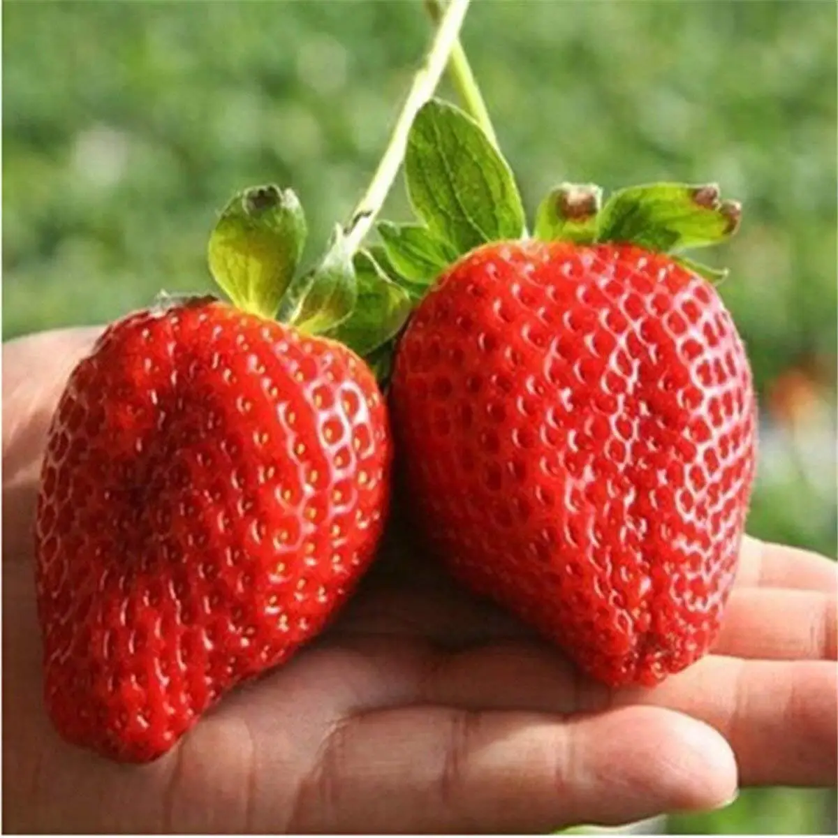 Buy Giant Strawberry Seeds, PATHONOR 100Pcs Giant Red