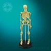 hot sale PVC medical educational equipment for schools
