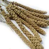 2014 crop yellow broom corn millet black broomcorn millet