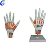 Plastic Hand Anatomical Model
