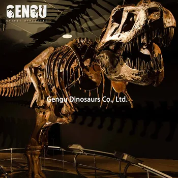 T Rex Skeleton Dinosaur Fossil Specimens For Sale Buy Dinosaur