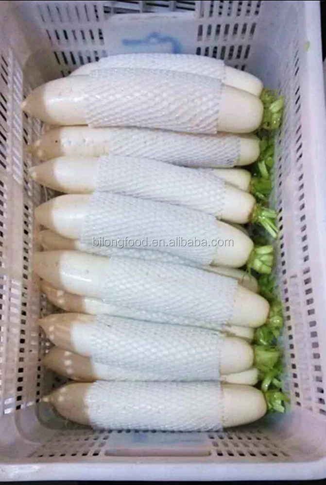 
2019 new crop fresh white raddish 