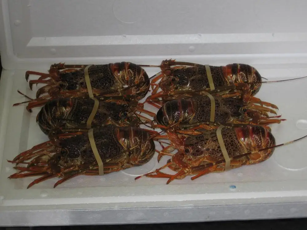 
Rock Lobster (South Africa, Australia, New Zealand, Mexico) 