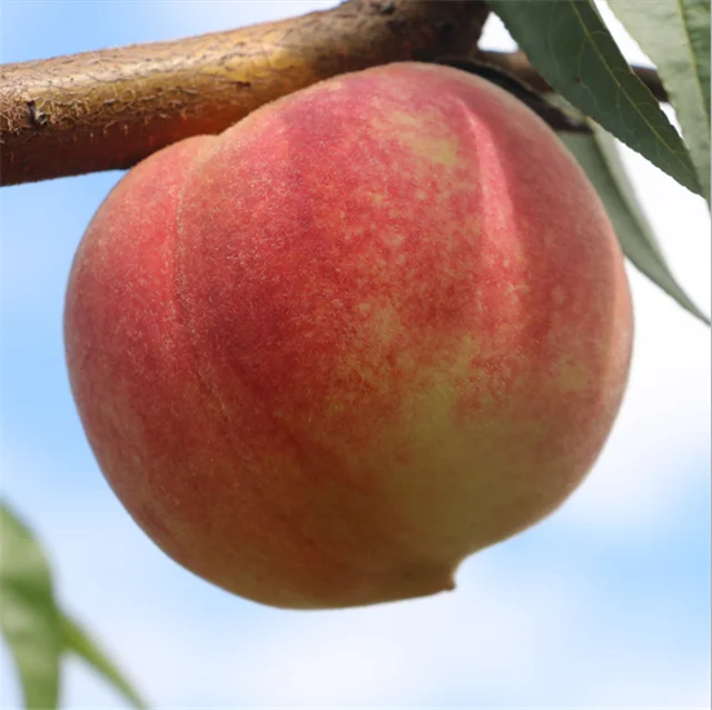 mao tao f1 hybrid outdoor fruit plants red peach fruit seeds for