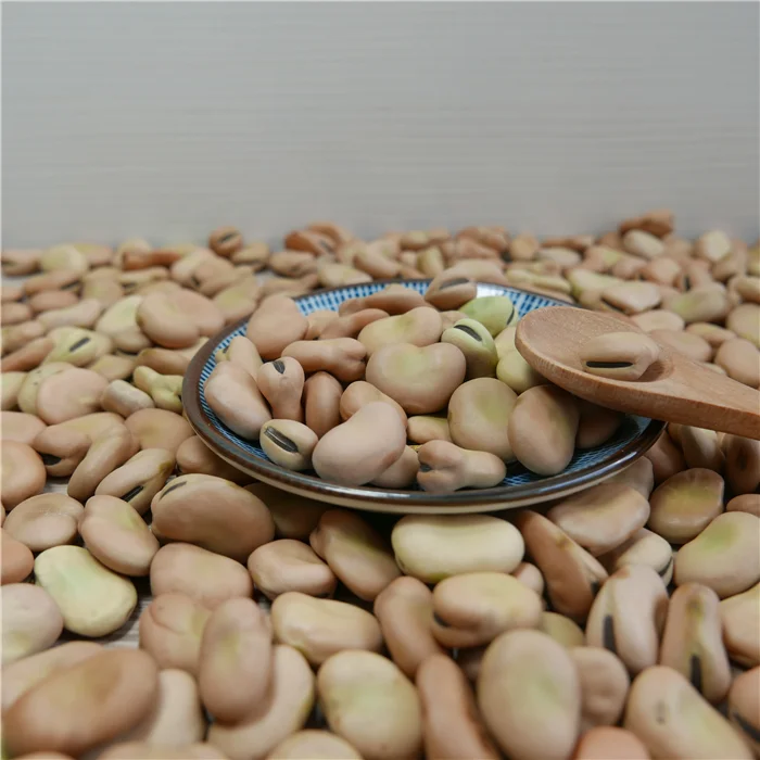 
High Quality Broad Bean Fava Bean horse beans 