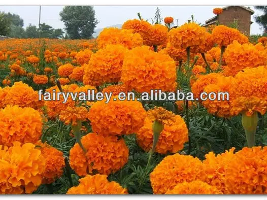 High Quality Marigold Flower Seed For Sale Big Fresh Flowers 10 12cm Buy Marigold Flower Seed Marigold Seeds Hybrid Marigold Seeds Product On Alibaba Com