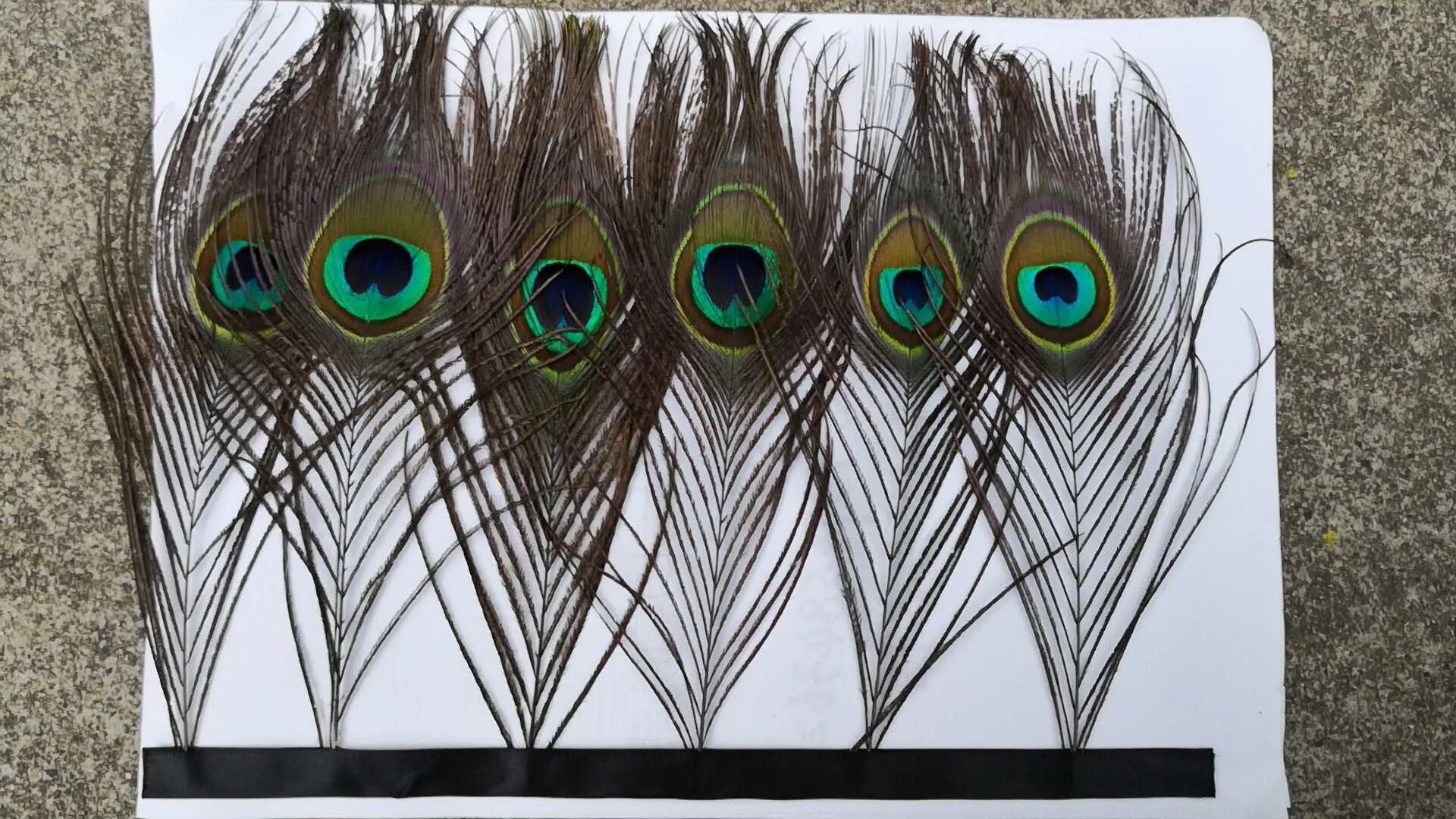 Natural Peacock Feather For Sale Buy Peacock Feather Peacock Eye   HTB1x6UoAeuSBuNjSsplq6ze8pXaL 