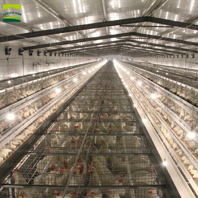 New design H type professional layer egg chicken cage chicken poultry cage automatic chicken cage for farms