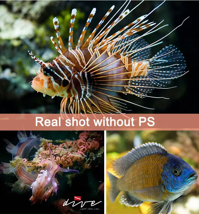 Professional 12000 Lumens ARCHON WM66 Diving Video Light underwater video flashlight