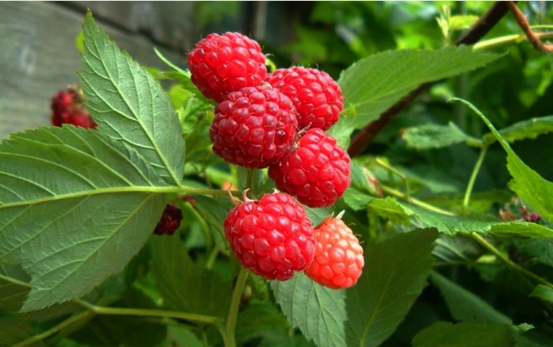 Wholesale bulk Crispy Snacks FD Raspberries for sale