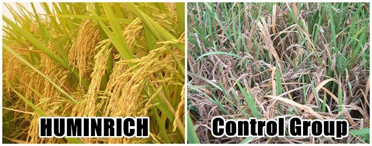  Rice Liquid Fertlizer.jpg