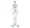 HOT SALE advanced Human skeleton modeleducational skeleton model
