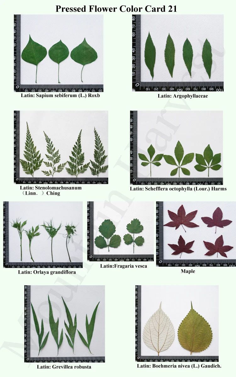 Pressed Flower Card 21.jpg